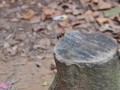 Tn 0486 DSC 5799